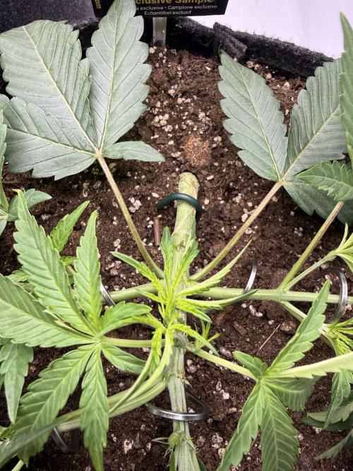 Thiny. Week 4