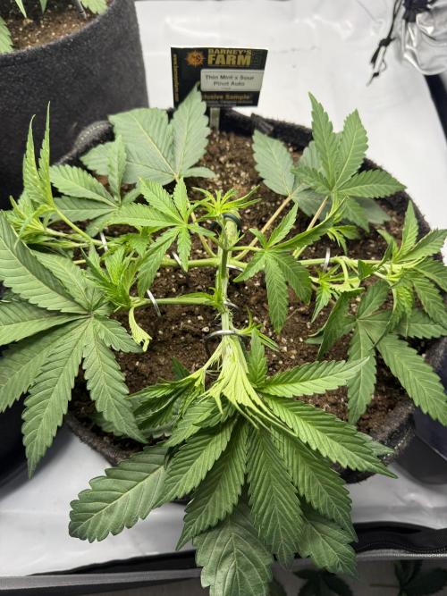 Cloudlab 733 Advance Grow Tent 3x3 (36 x 36 x 72). Week 4