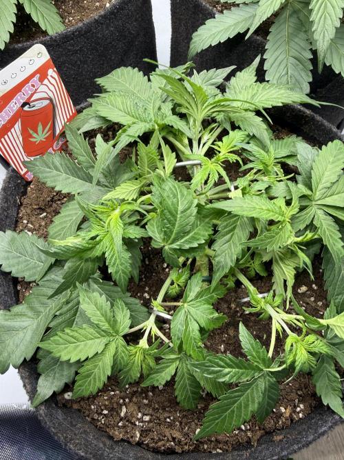 Cherry Kush. Week 4