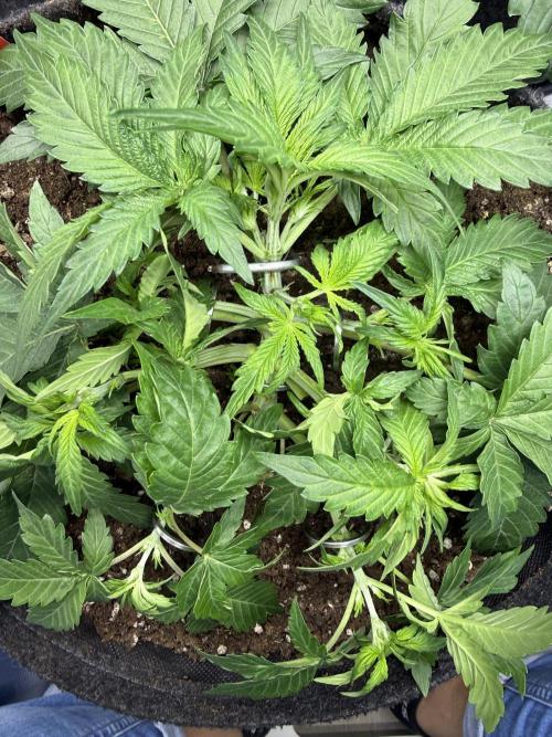 Cherry Kush. Week 4