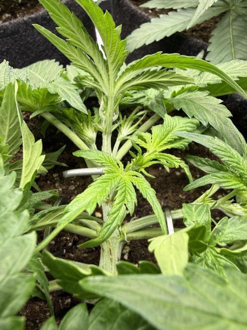 Auto Cherry Kush Coke. Week 4