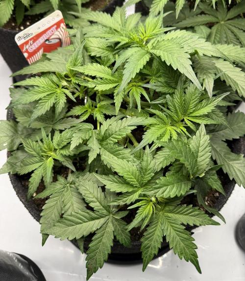 Cherry Kush. Week 5