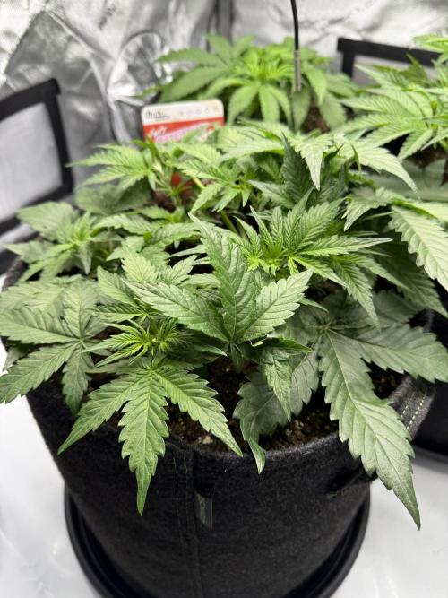 Cherry Kush. Week 5