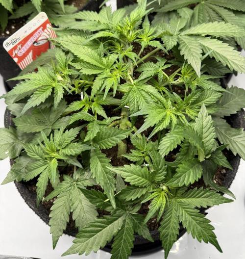 Cherry Kush. Week 5