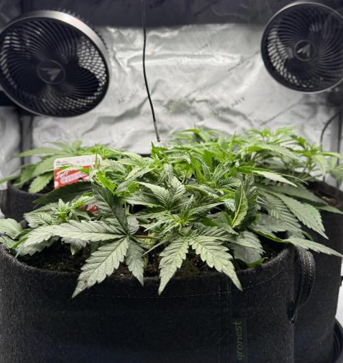Thiny. Week 5
