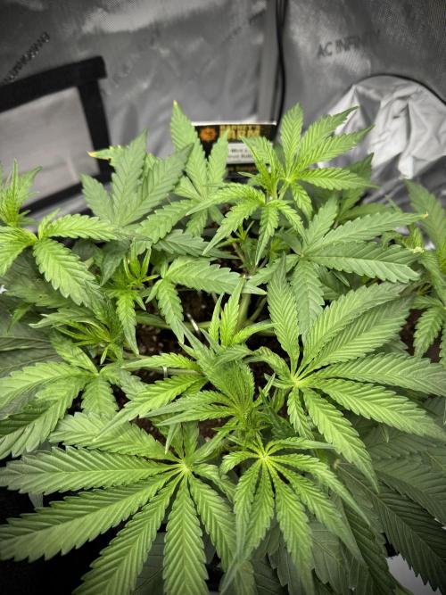 Thiny. Week 5