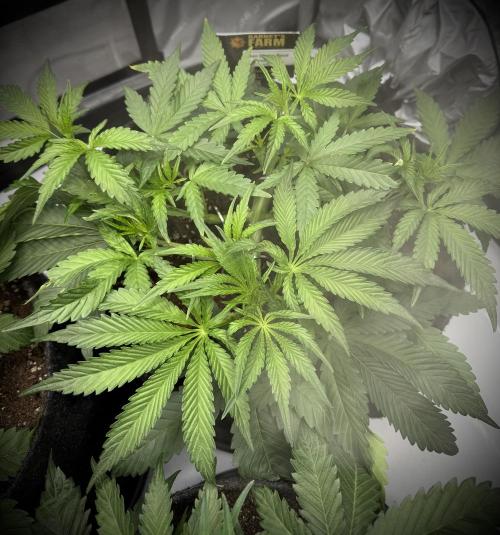 Thiny. Week 5