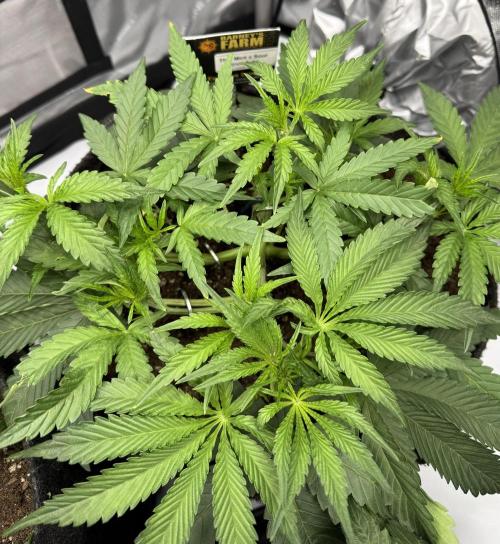 Cloudlab 733 Advance Grow Tent 3x3 (36 x 36 x 72). Week 5