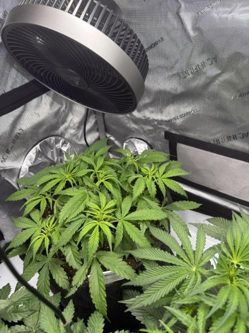 Lilly. Week 5