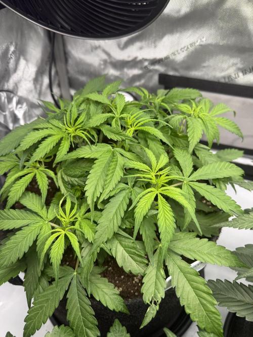 Lilly. Week 5