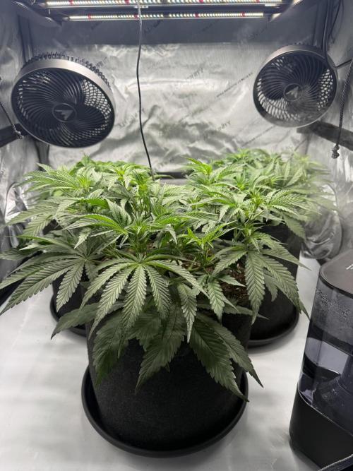 Cloudlab 733 Advance Grow Tent 3x3 (36 x 36 x 72). Week 5