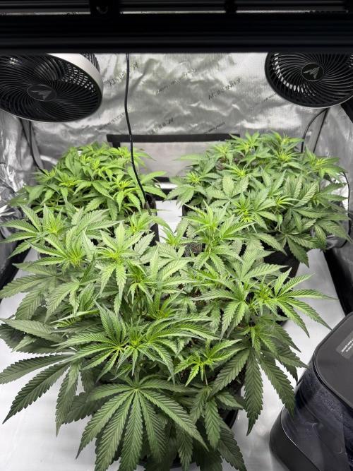 Auto Cherry Kush Coke. Week 5