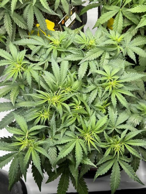 Cloudlab 733 Advance Grow Tent 3x3 (36 x 36 x 72). Week 6