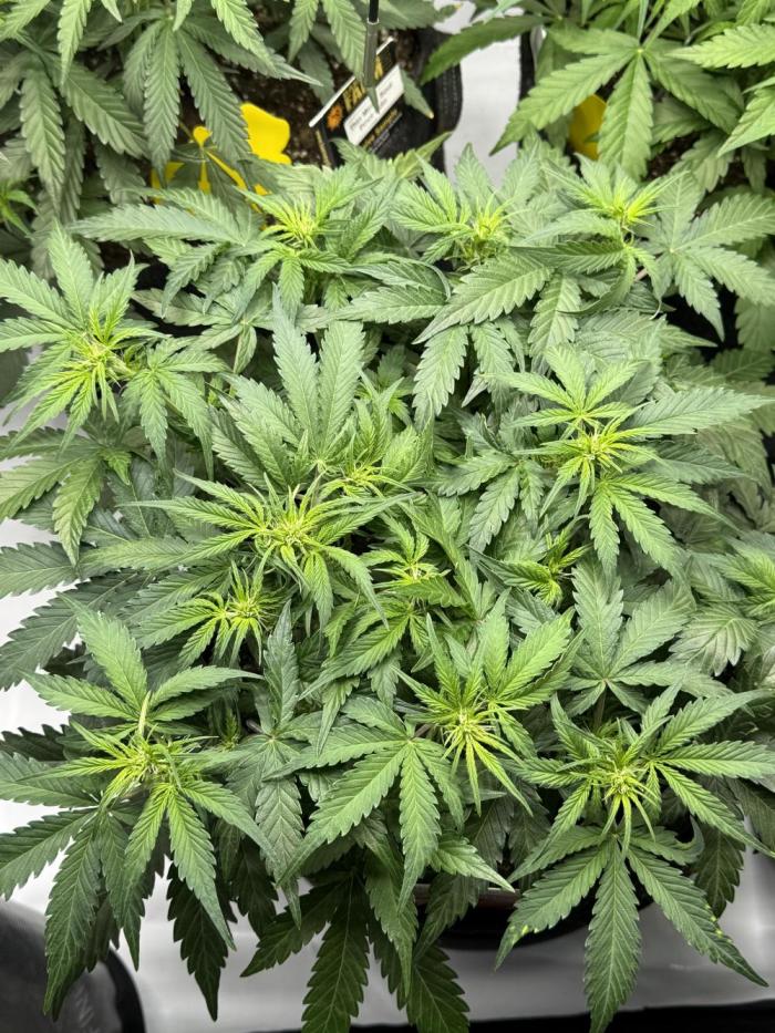 Cherry Kush. Week 6