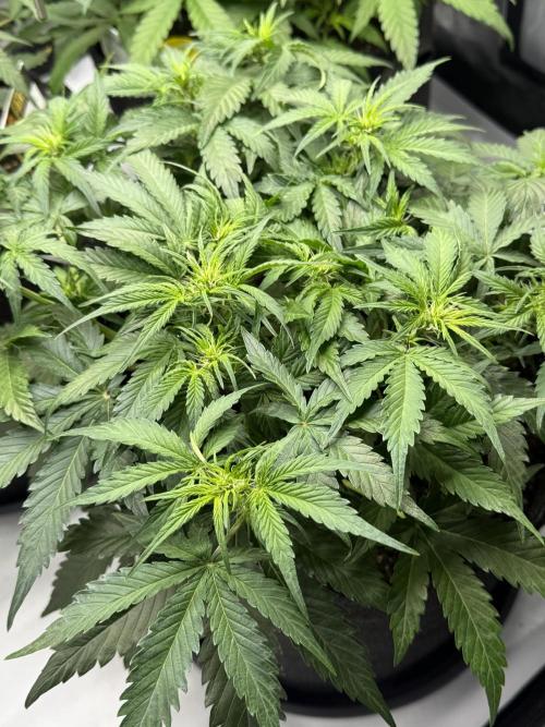Cherry Kush. Week 6