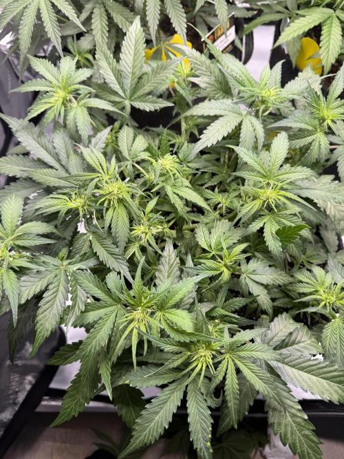 Cherry Kush. Week 6