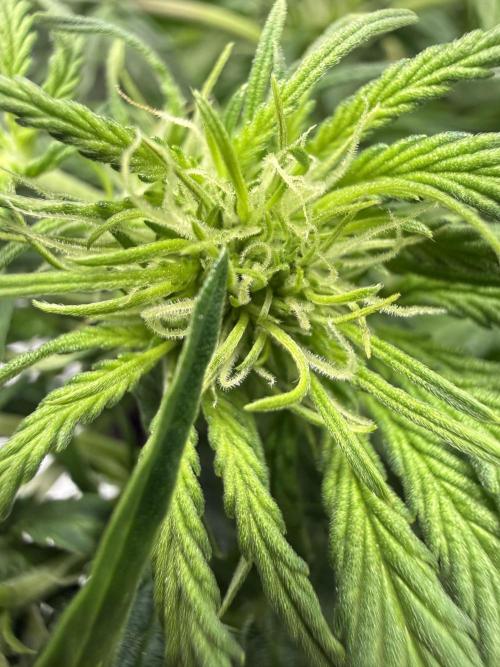 Cherry Kush. Week 6