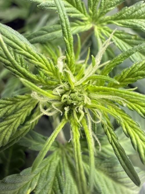 Cherry Kush. Week 6