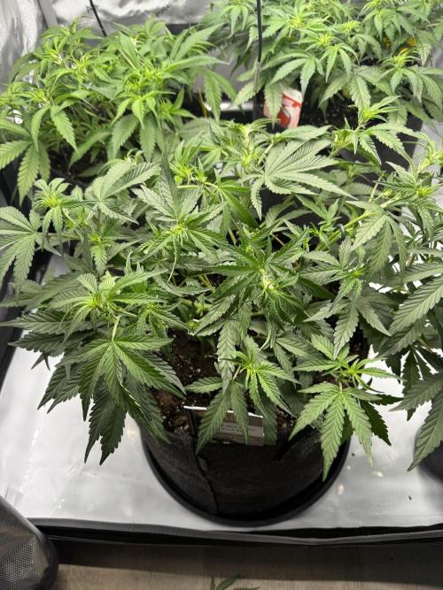Thiny. Week 6