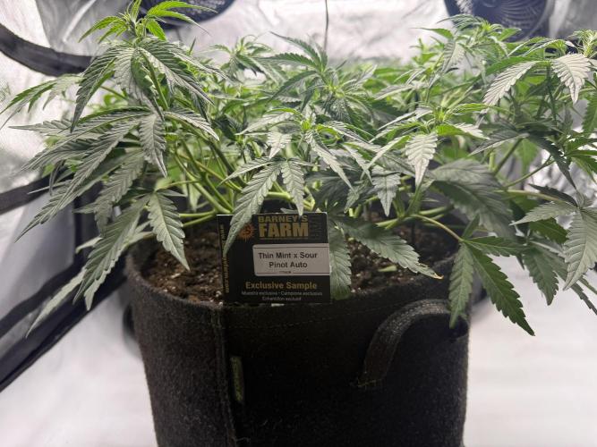 Thiny. Week 6