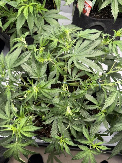 Thiny. Week 6