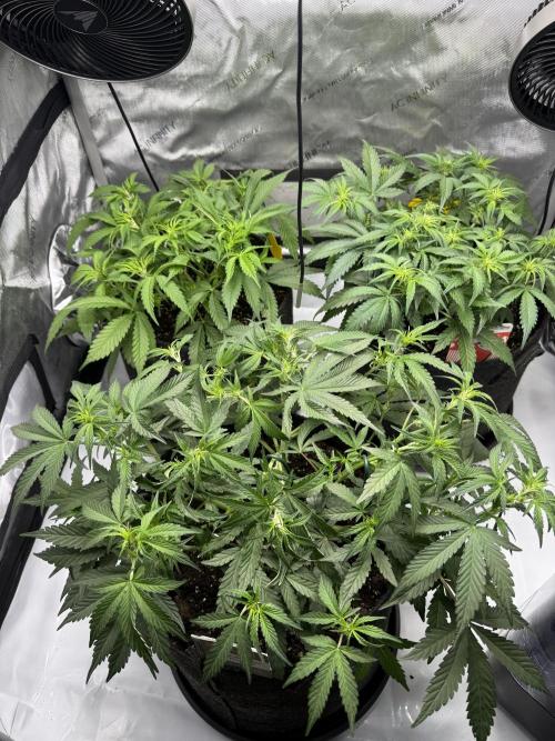 Thiny. Week 6
