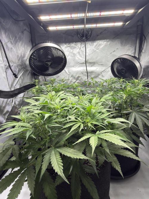 Lilly. Week 6