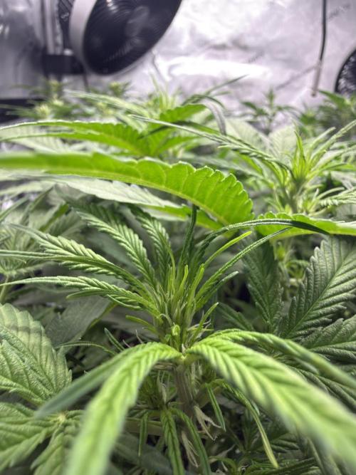 Light-Mix. Week 6