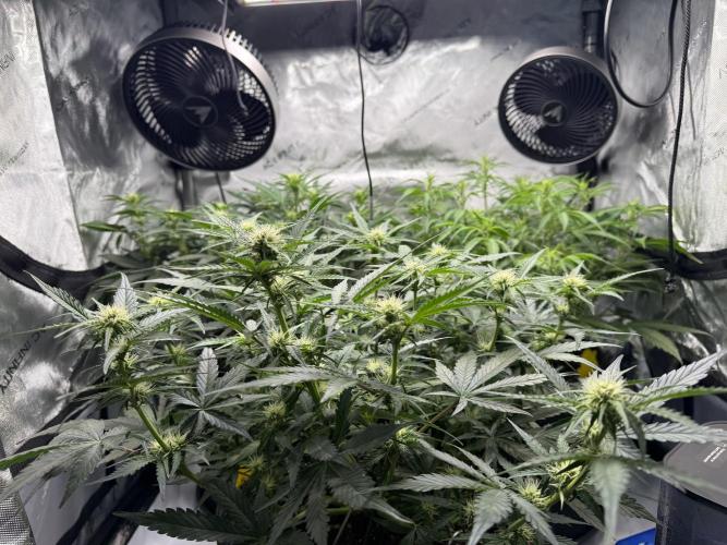 Cherry Kush. Week 7
