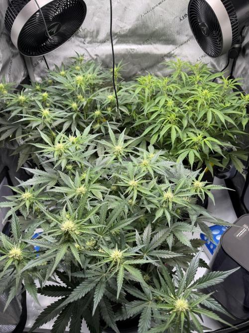 Cherry Kush. Week 7