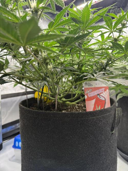 Cherry Kush. Week 7