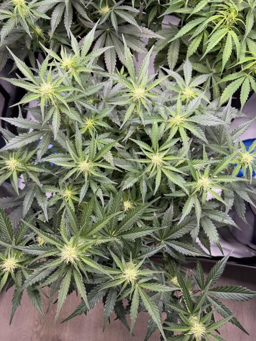 Cherry Kush. Week 7