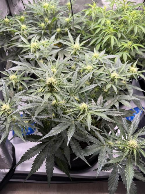 Cherry Kush. Week 7
