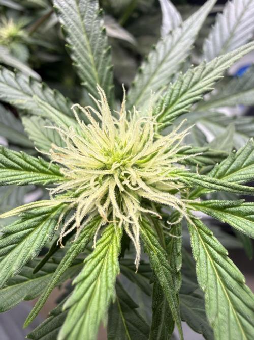 Auto Cherry Kush Coke. Week 7