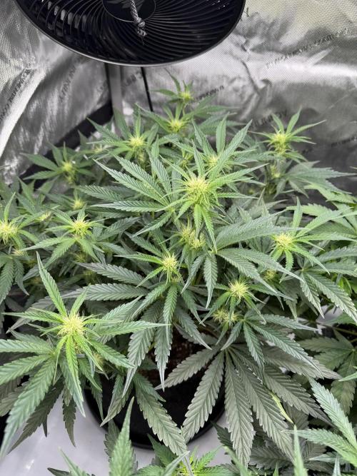 Thiny. Week 7