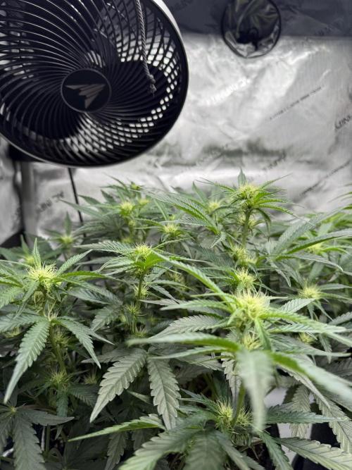 Thiny. Week 7
