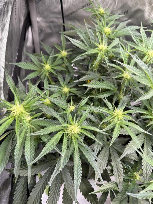 Thiny. Week 7