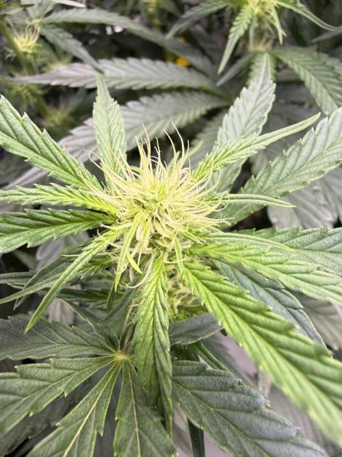 Thiny. Week 7