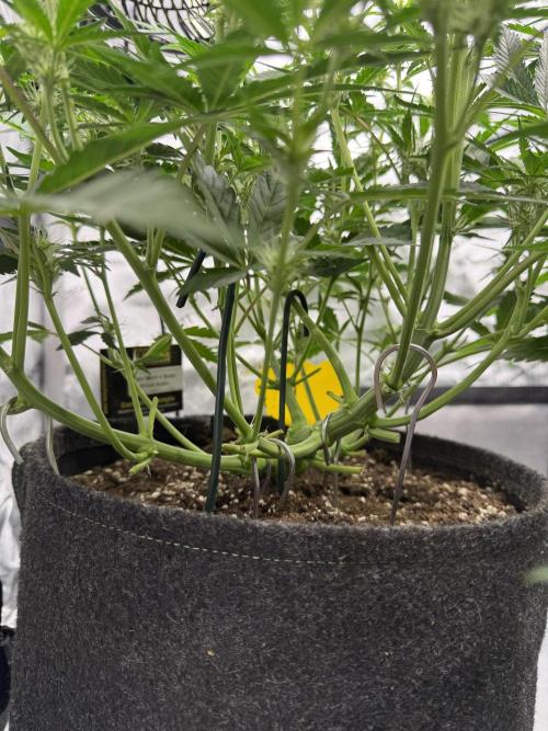 Thiny. Week 7