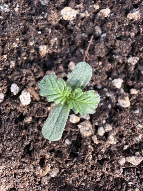 Strawberry Shortcake autoflower. Week 1