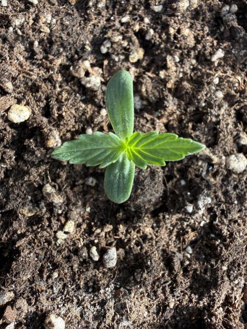 LSD Auto. Week 1