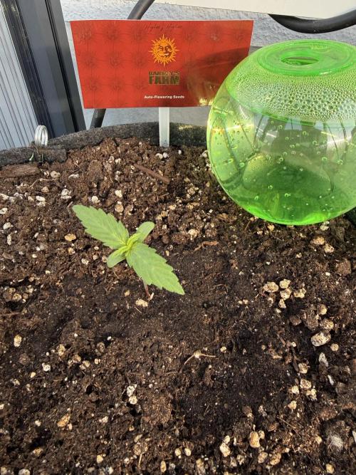LSD Auto. Week 2