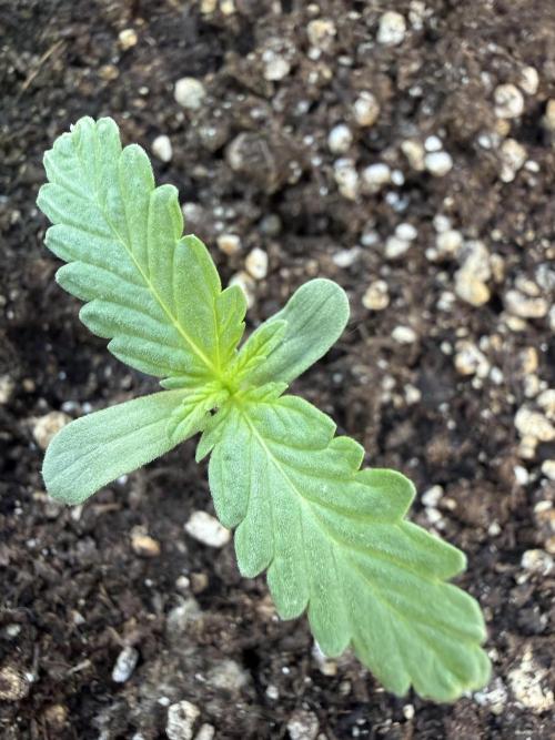 Strawberry Shortcake autoflower. Week 2