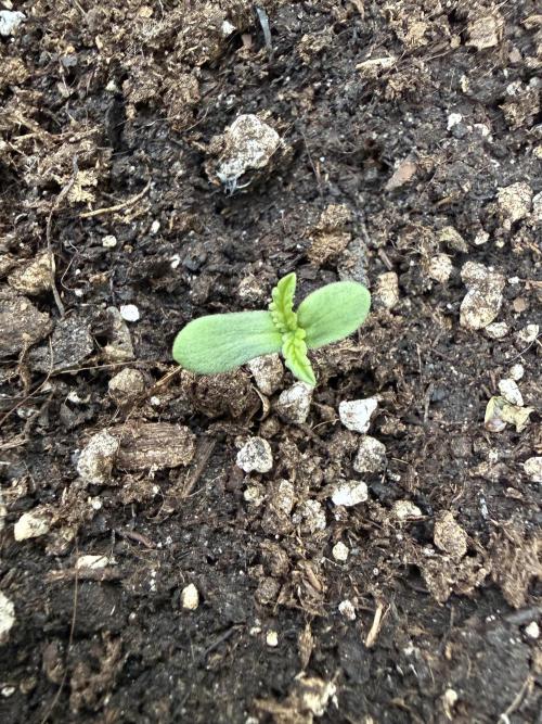 Fupop. Week 1