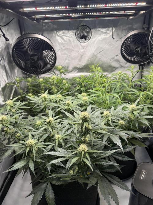 Lilly. Week 7