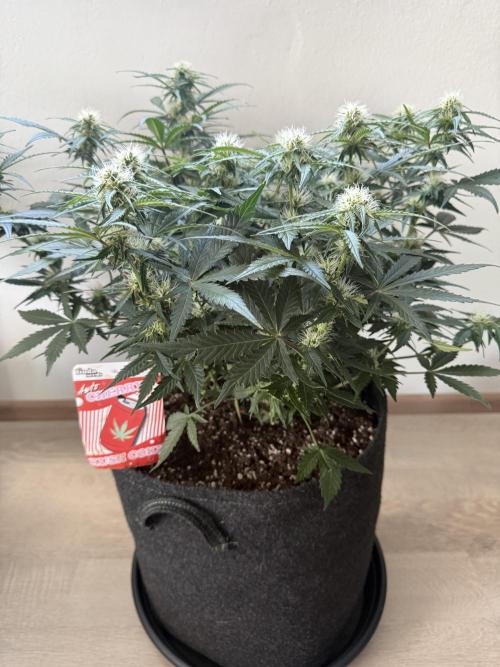 Cherry Kush. Week 8