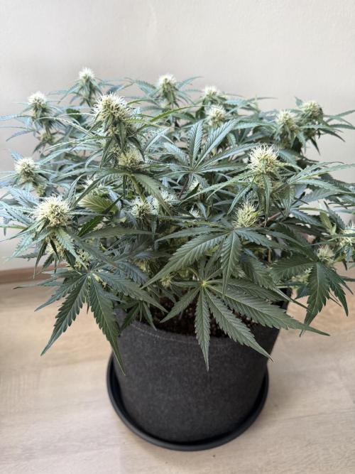 Cherry Kush. Week 8