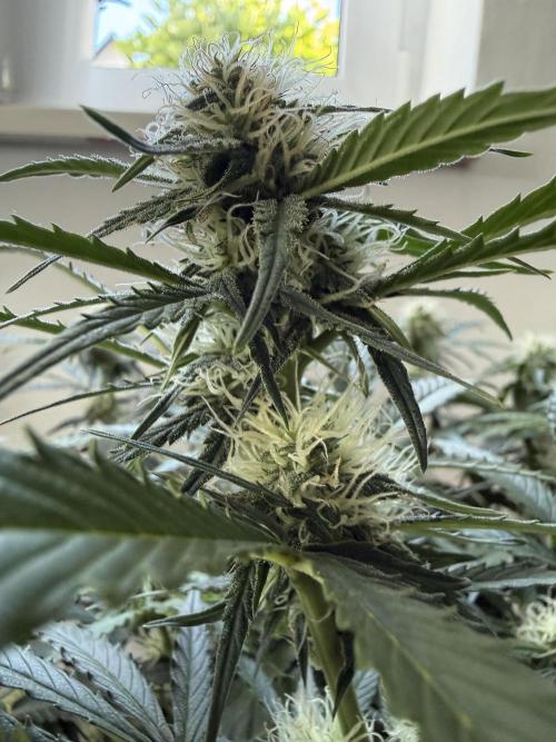 Cherry Kush. Week 8