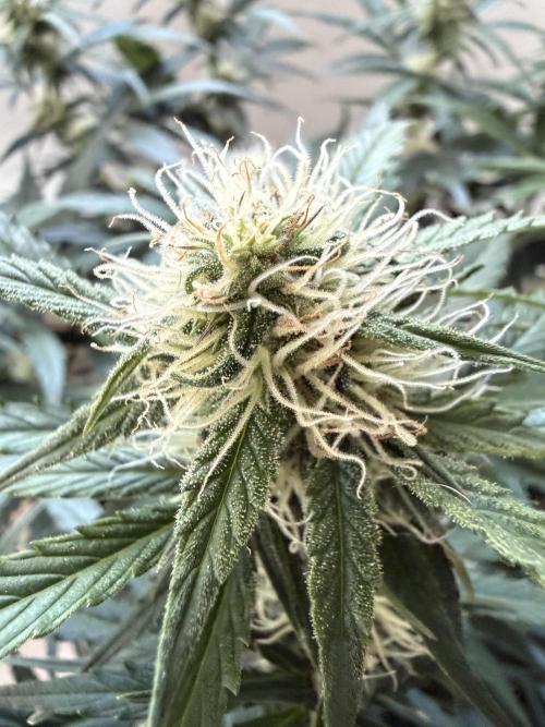 Cherry Kush. Week 8