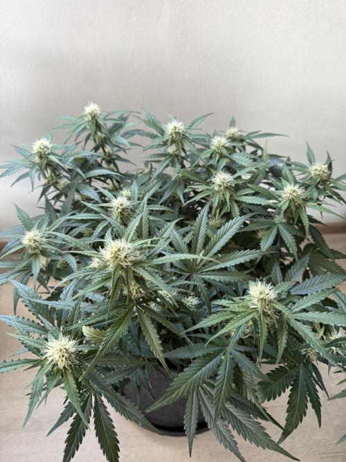 Cherry Kush. Week 8